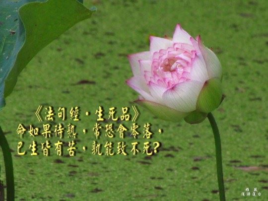 呷绒多吉上师：开示连载(175)找到幸福或者痛苦的根源很重要