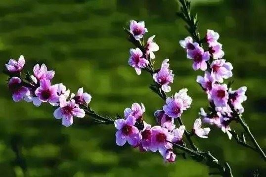净慧法师：《佛说大乘金刚经论》浅释