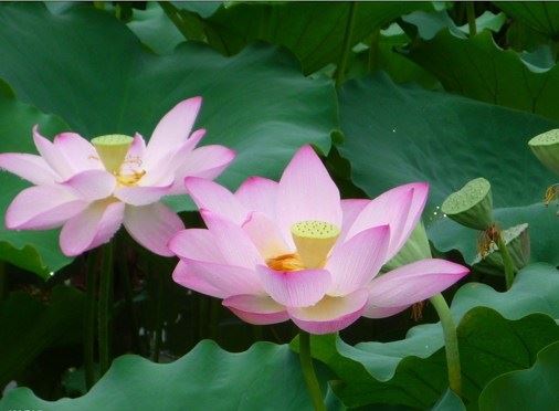 净土法门法师：你要在这里面去找意思，那是你的胡思乱想