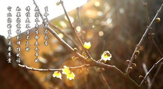 星云法语：成功人生-涅槃是什么