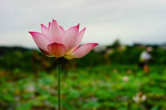 星云法师：警惕「六根」的坏习惯