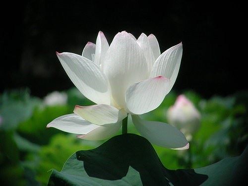 发心放生狐狸躲过一劫，死里逃生