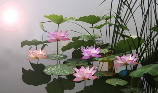 YIN词艳曲果报惨重