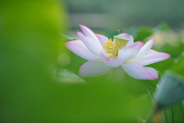 宣化上人：为什么说这“十二因缘”就是个糊涂因缘？