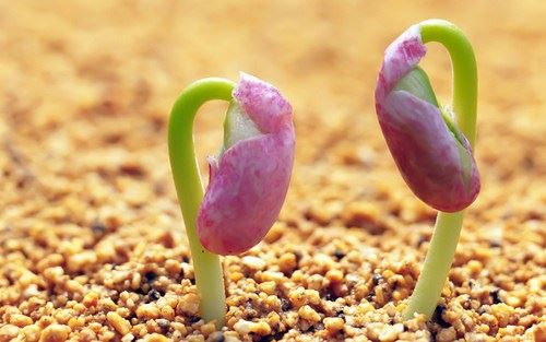不孝的代价：心上莲花每日分享精选
