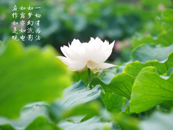 一切的权势、财富、享乐都是无常