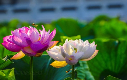 天乘四种禅定之三禅