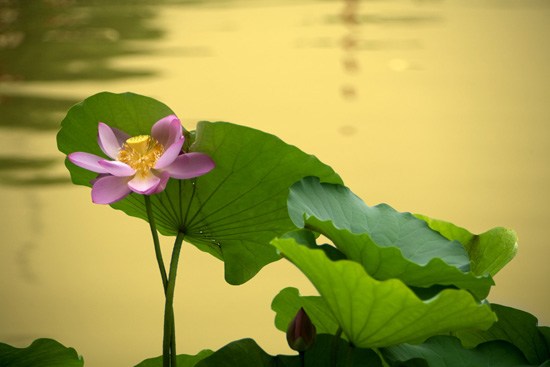 八万劫后，未脱鸽身