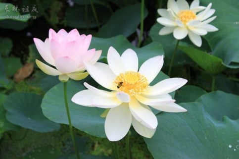 生死关头苦无伴，唯修三福能安度