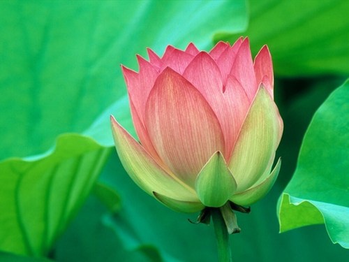 去掉我执，使自己的心软化