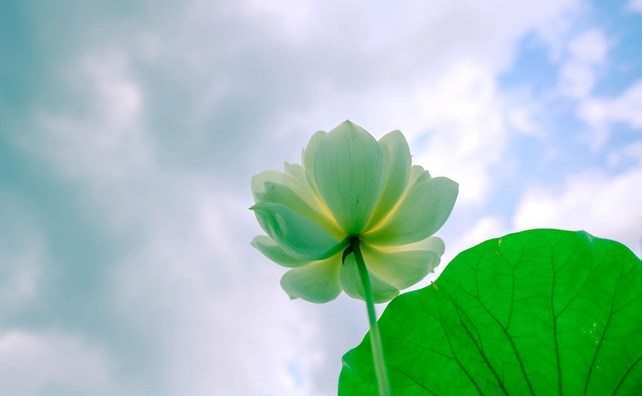 彻悟大师念佛偈