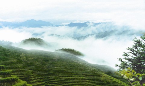 做一片茶叶