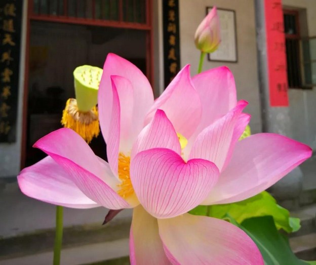 如何对治自己的情执贪欲