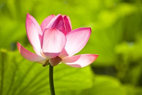 修悟兼顾莲品上上