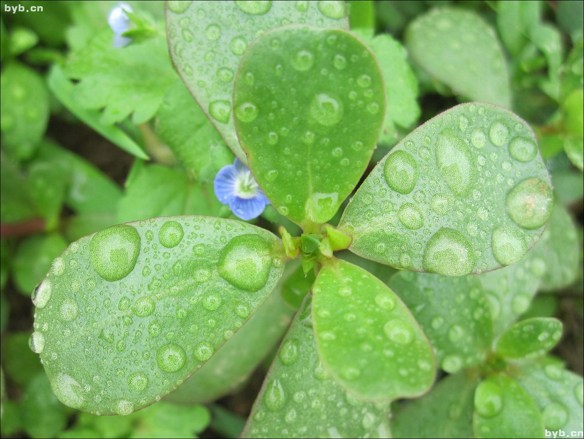 餐桌上4种最不起眼的长寿菜