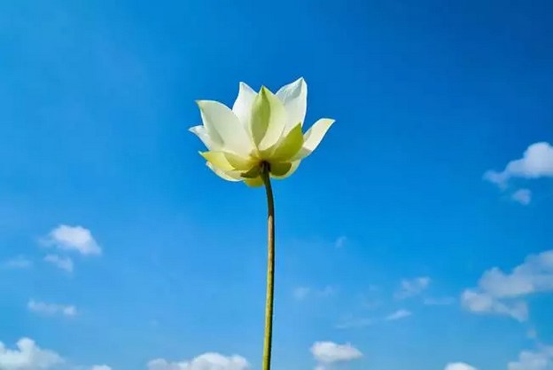 寄报净土与分身净土
