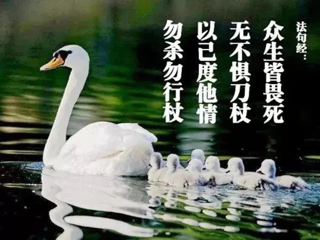 宁死也绝不再杀生