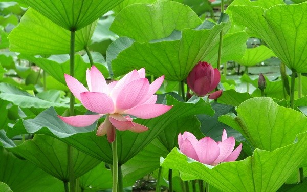 照见五蕴皆空，度一切苦厄
