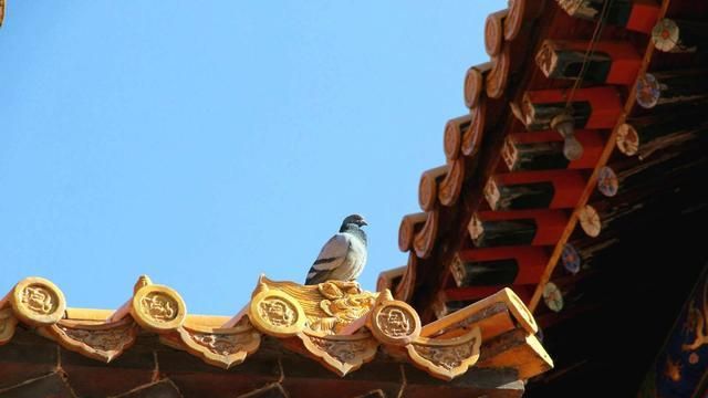 在家居士可以为动物做皈依吗