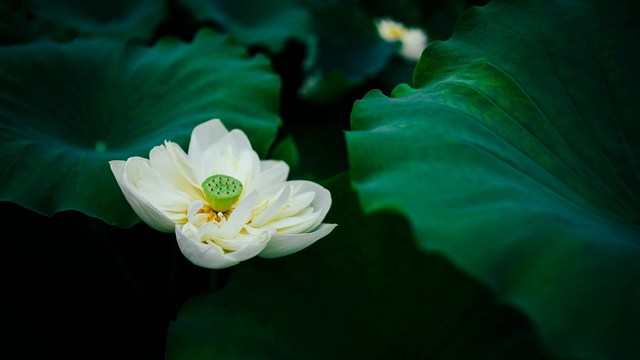 亲近贤人之要