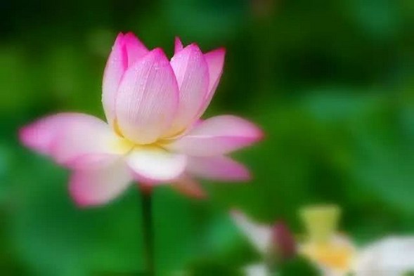 百花丛里过，片叶不沾身