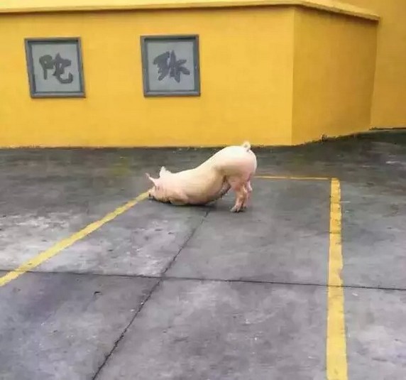 世人食肉，咸谓理所应然？