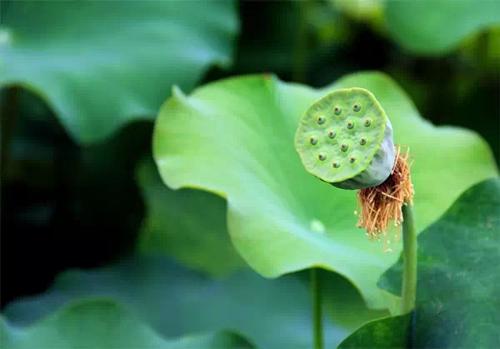 「一日夫妻百日恩」有何含义