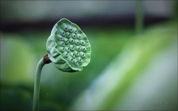 背了二三十年的佛经，究竟叫你干什么呢