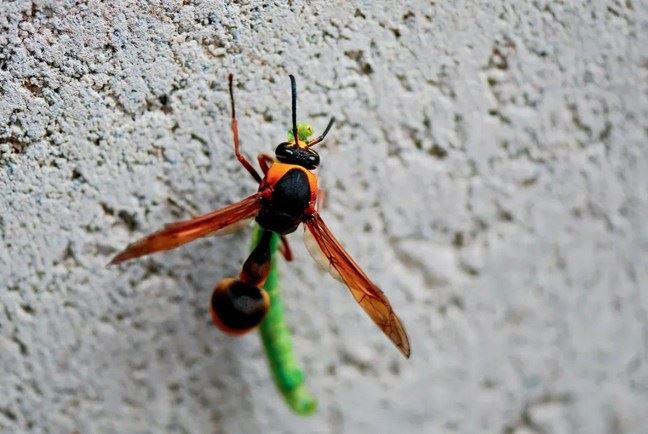 蜾蠃祝儿终肖父，蛣蜣丸粪亦遗尘