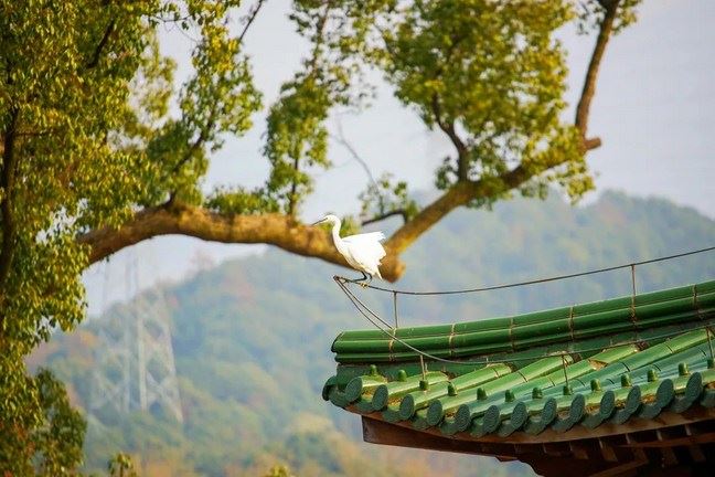 莲池大师