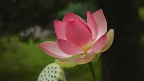 日历择吉日 这种做法不太妥当 要根据通书来择吉