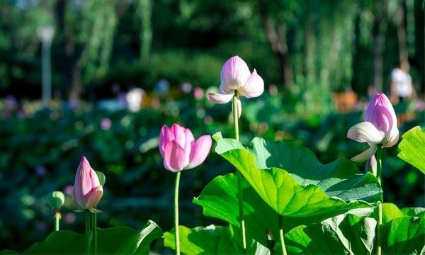 建房子有风水讲究 这些房子前后左右风水禁忌一