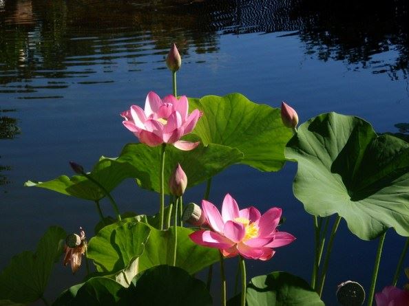 观世音现世蛤蜊 原来还有这样一个美丽的传说