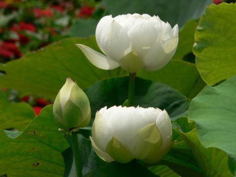 生意不好怎么转运 生意不好转运秘方