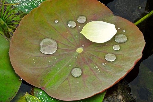秋季进补有三宝 适合在干燥的秋天补补元气