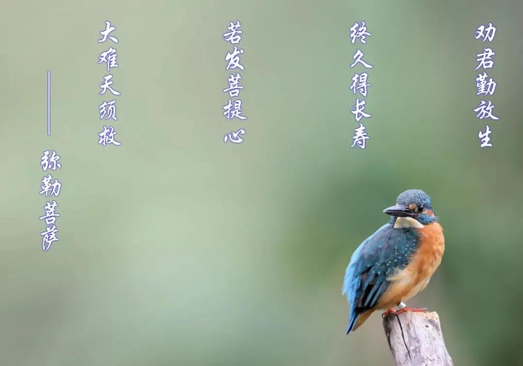 【放生故事】放生大半年，感应明显