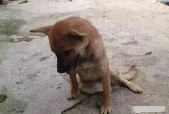 狗为求主人不杀 寒风中下跪1小时
