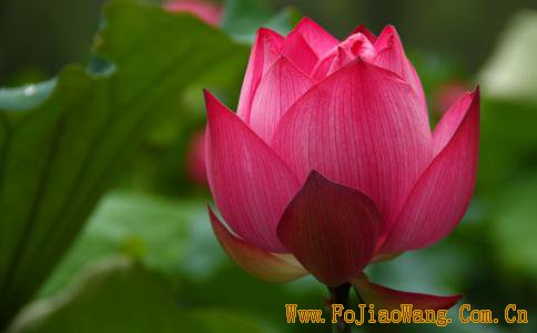 观世音菩萨的加持，使孩子迅速恢复健康出院 