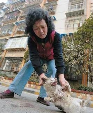 仿真枪打伤母猫健康猫崽双眼被缝 