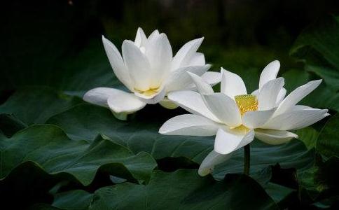 持准提咒都有哪些功德？ 