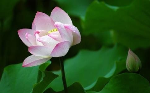 经期要加念往生咒吗？念之前怎么跟菩萨说？怎么祈求？ 