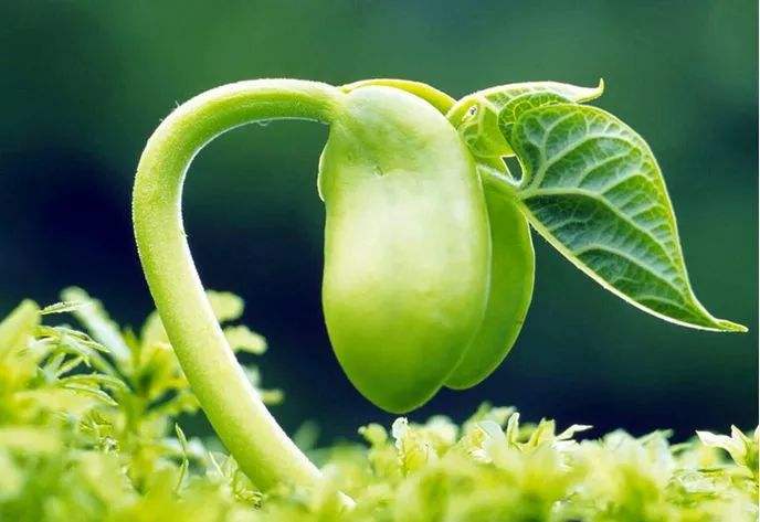 药师咒的试验 