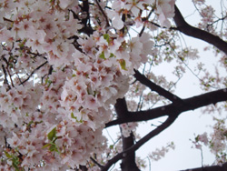 清明赏花