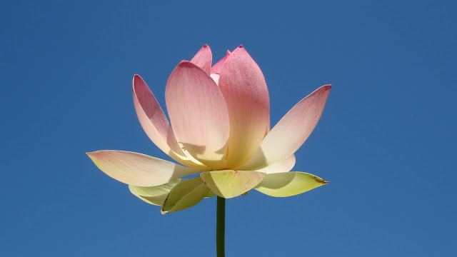 从容自在赴莲邦 （六）