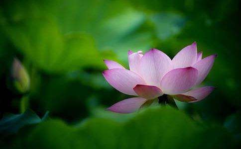 一位禅修者看到的过去五世