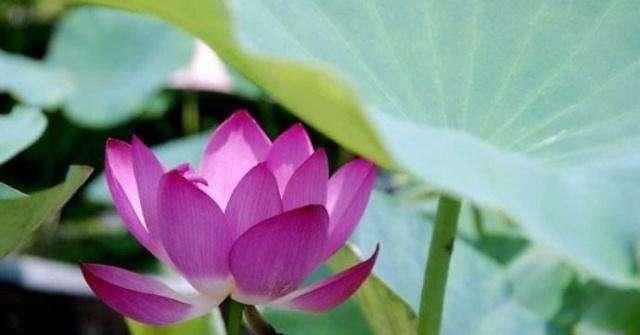 佛经开头的「一时」到底是哪一时？