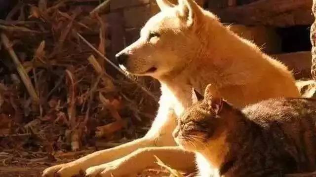 六个真实杀生故事告诉我们，杀生确有因果之报