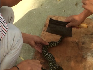 杀蛇的报应是巨大的（真实故事）