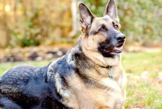 人狗之间的义气，他舍铜替犬还债，它冲火场救主报恩