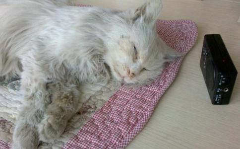 猫咪死后听闻往生咒和开示，神奇的事情出现了 